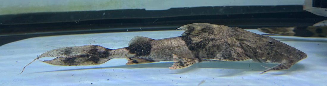 Yarelli Goonch Catfish (7.5-8”)