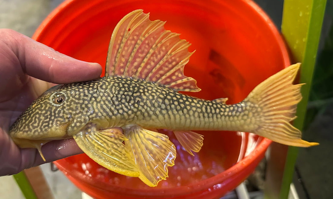 XL L014 Sunshine Pleco (8”)
