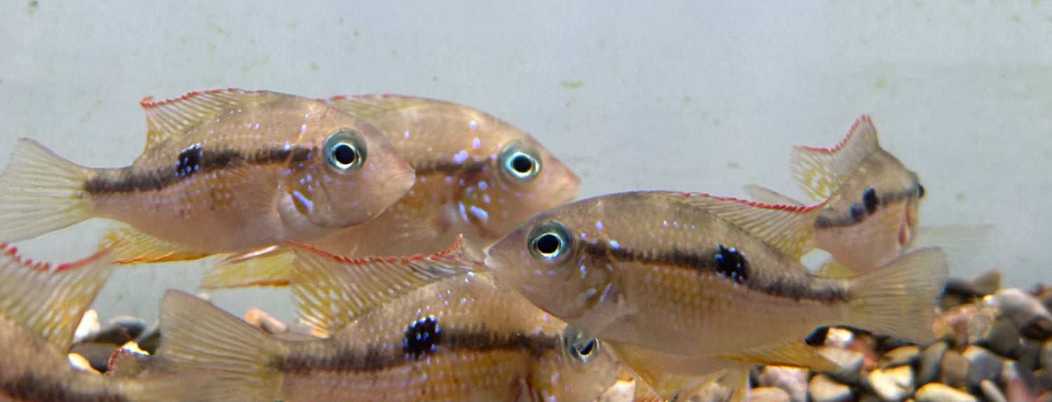 Ellioti Cichlid (2”)