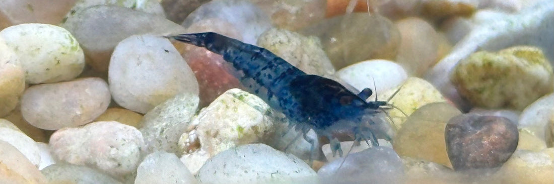 Blue Carbon Rili Shrimp (.75”)