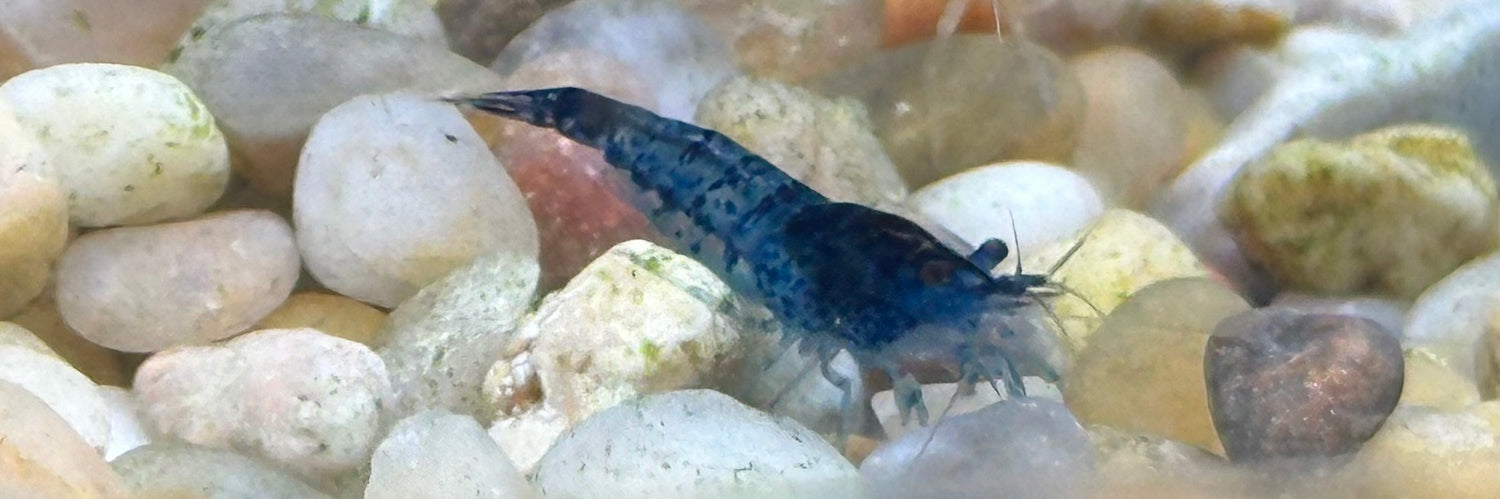 Blue Carbon Rili Shrimp (.75”)