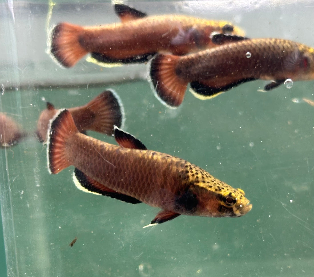 Male Betta Albimarginata (2”)