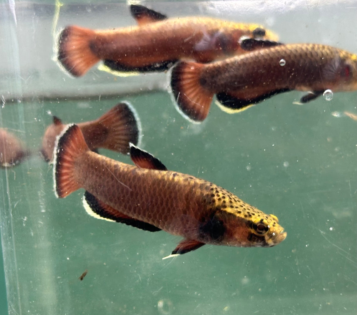 Male Betta Albimarginata (2”)
