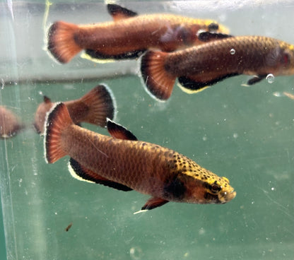 Male Betta Albimarginata (2”)
