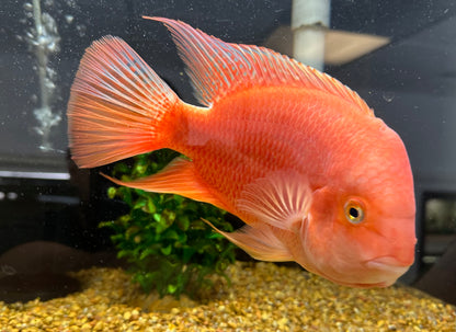 Red Monkey Flowerhorn Hybrid (7”)