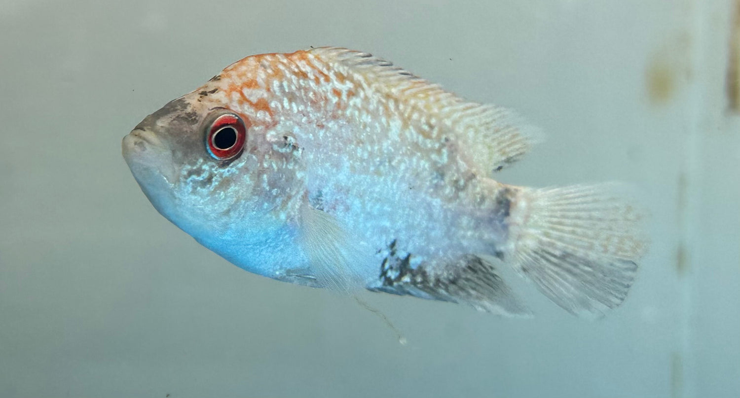 Goldenbase Flowerhorn (3”)
