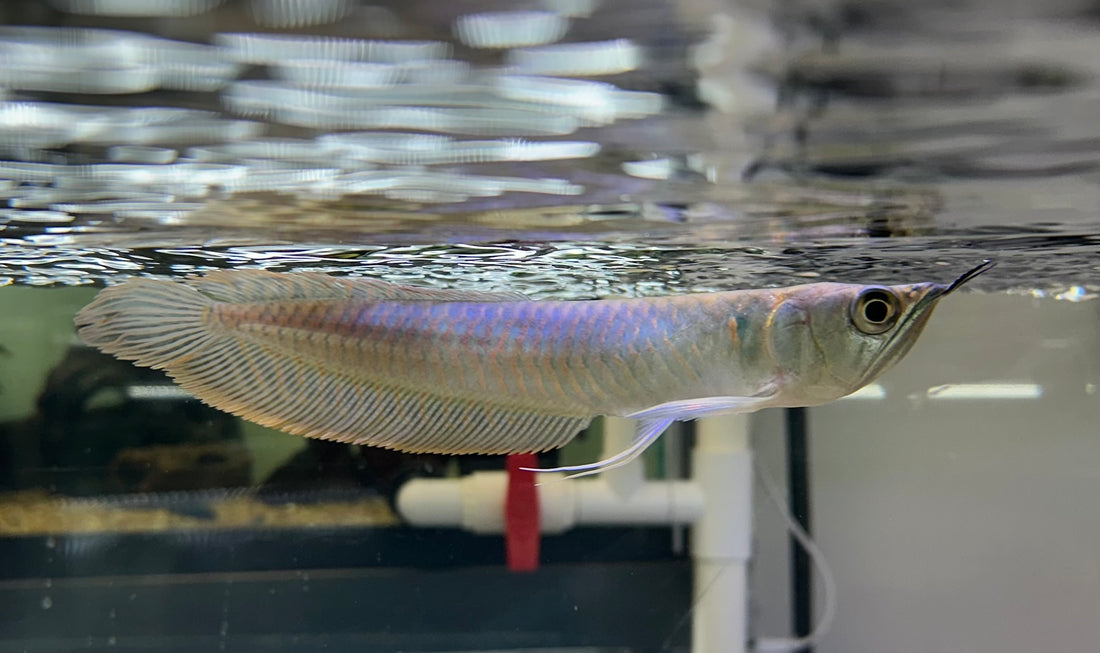 WC Silver Arowana (7-8”)