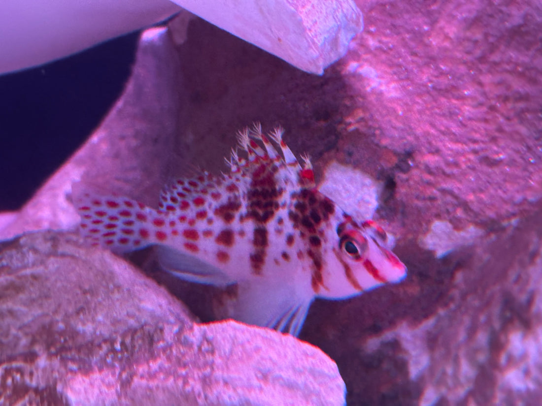 Falco Dwarf Hawkfish (2”)