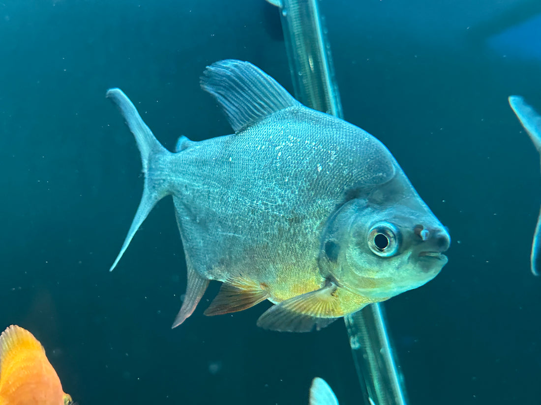 Red Belly Pacu (6-7”)