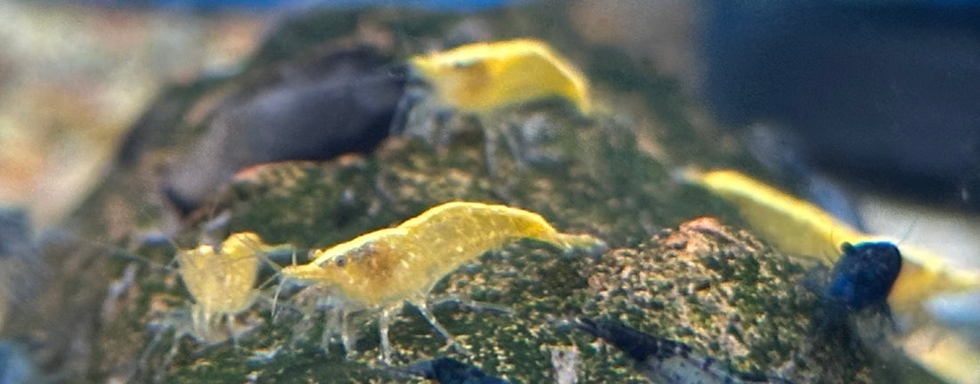 Yellow Shrimp (.75”)