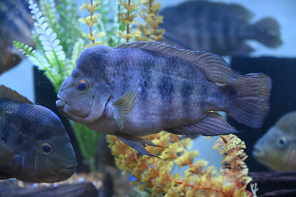 XL Red Isleta Midas Cichlid (7-8”)
