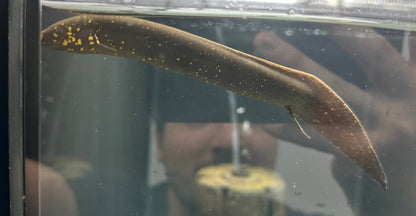 South American Lungfish (6-7”)
