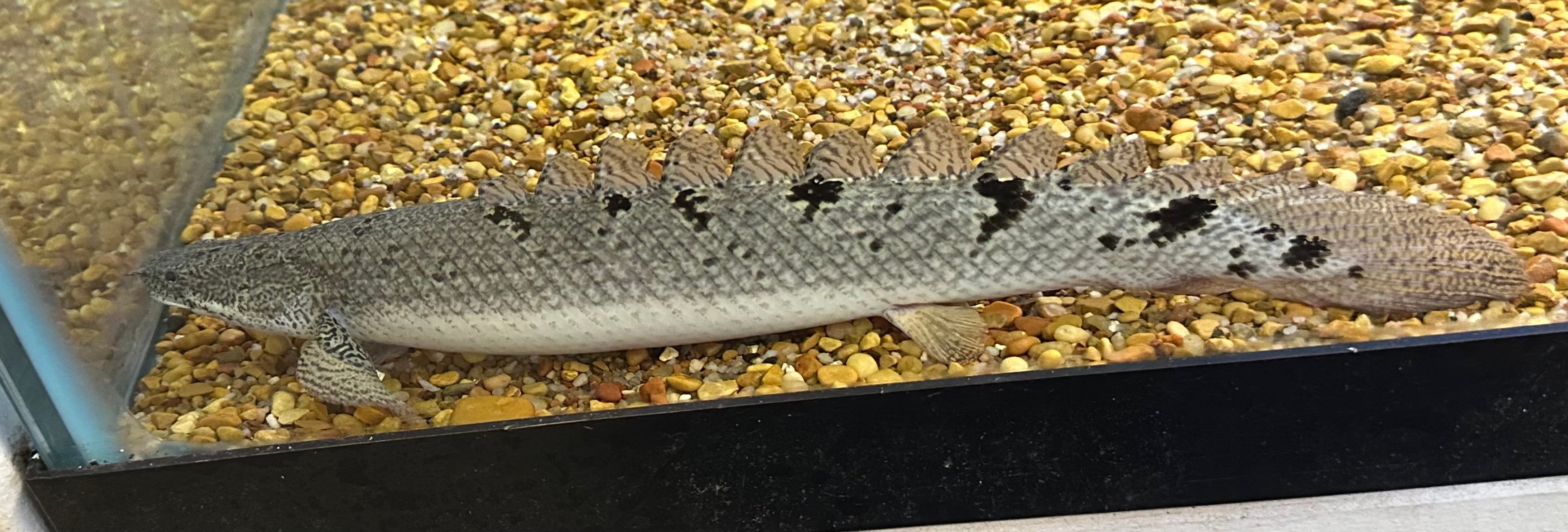 XL Delhezi Polypterus (9-10”+)