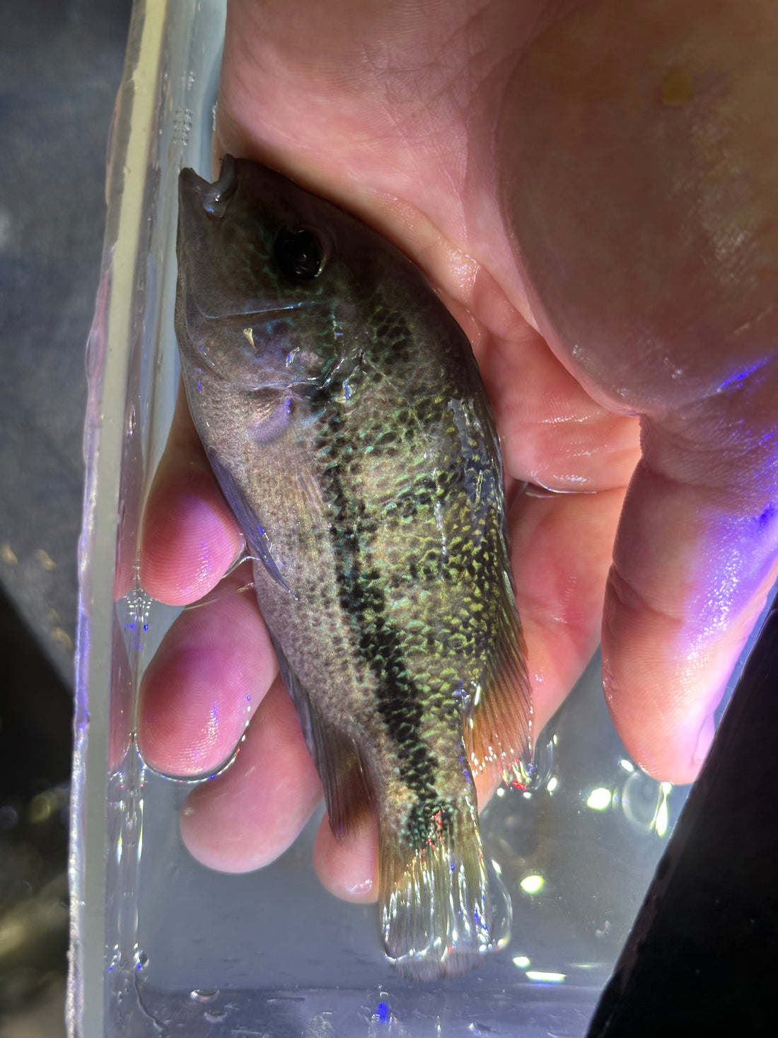 Guttulatis Vieja Cichlid (3.5-4”)