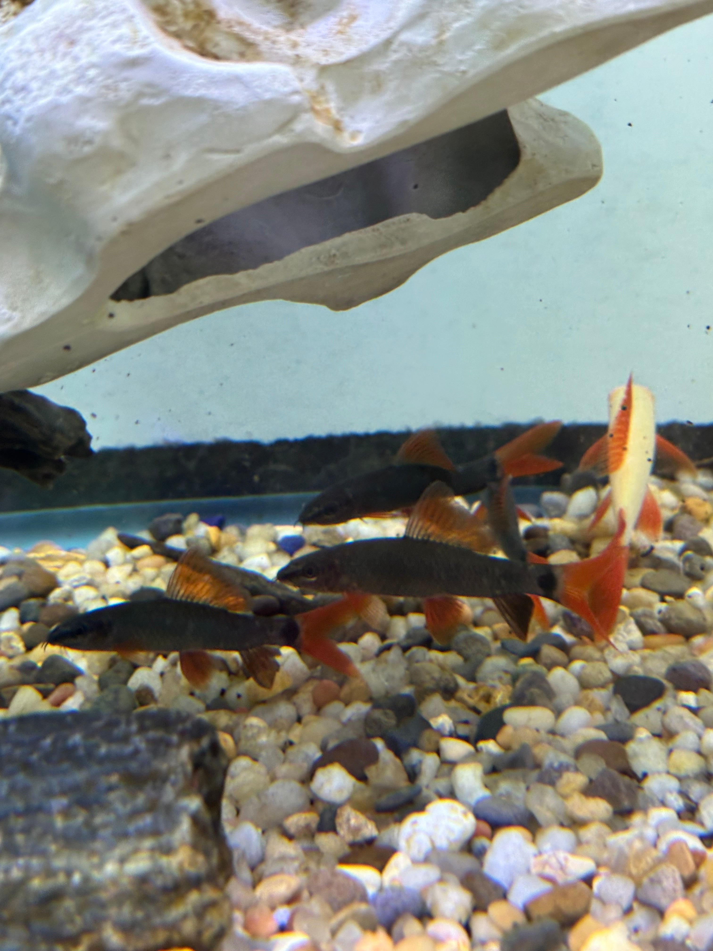 Rainbow Shark (2.5”)