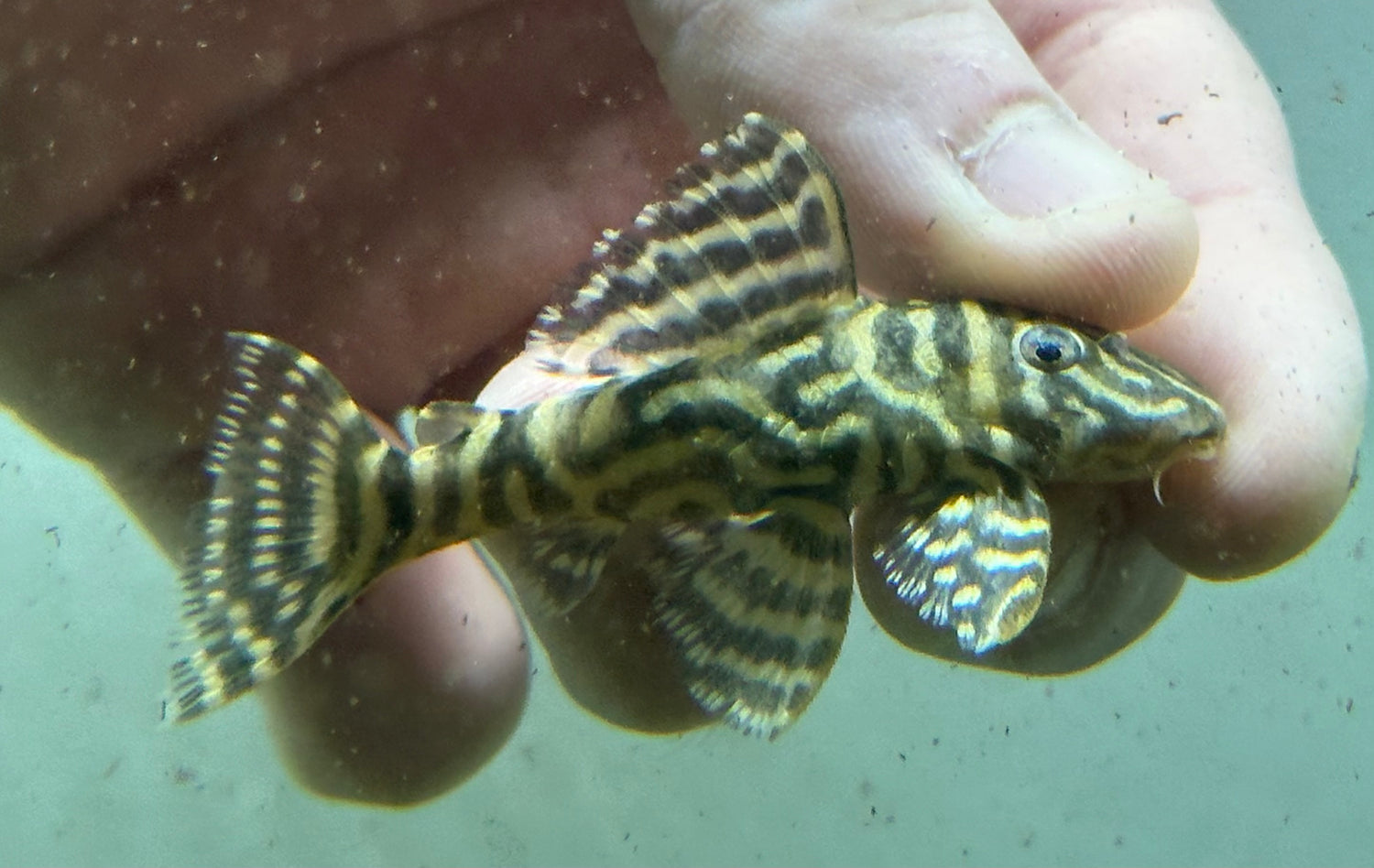 L340 Mega Payaso Pleco (2,5”)