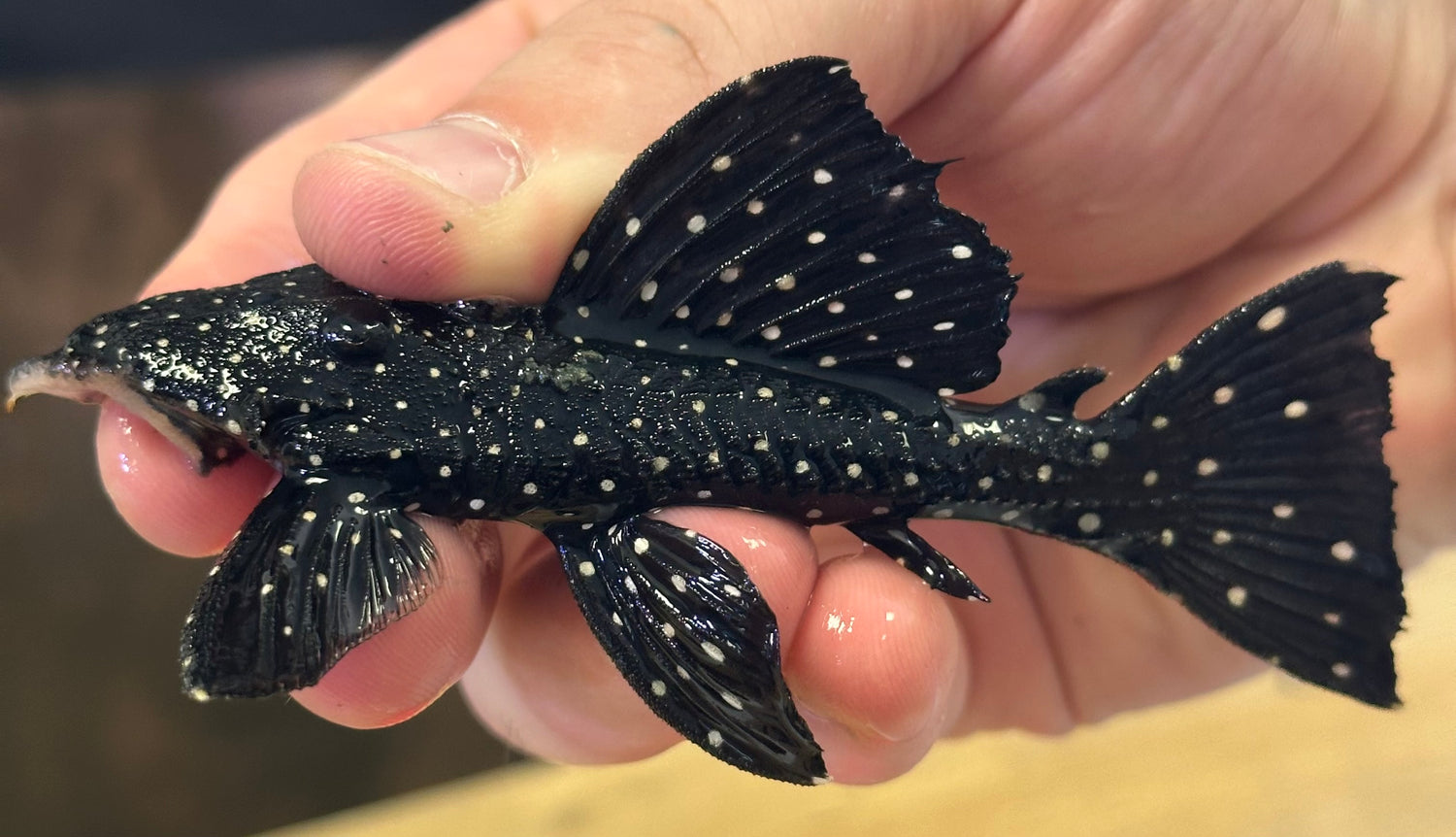 Pleco vampiro L240 (4”)