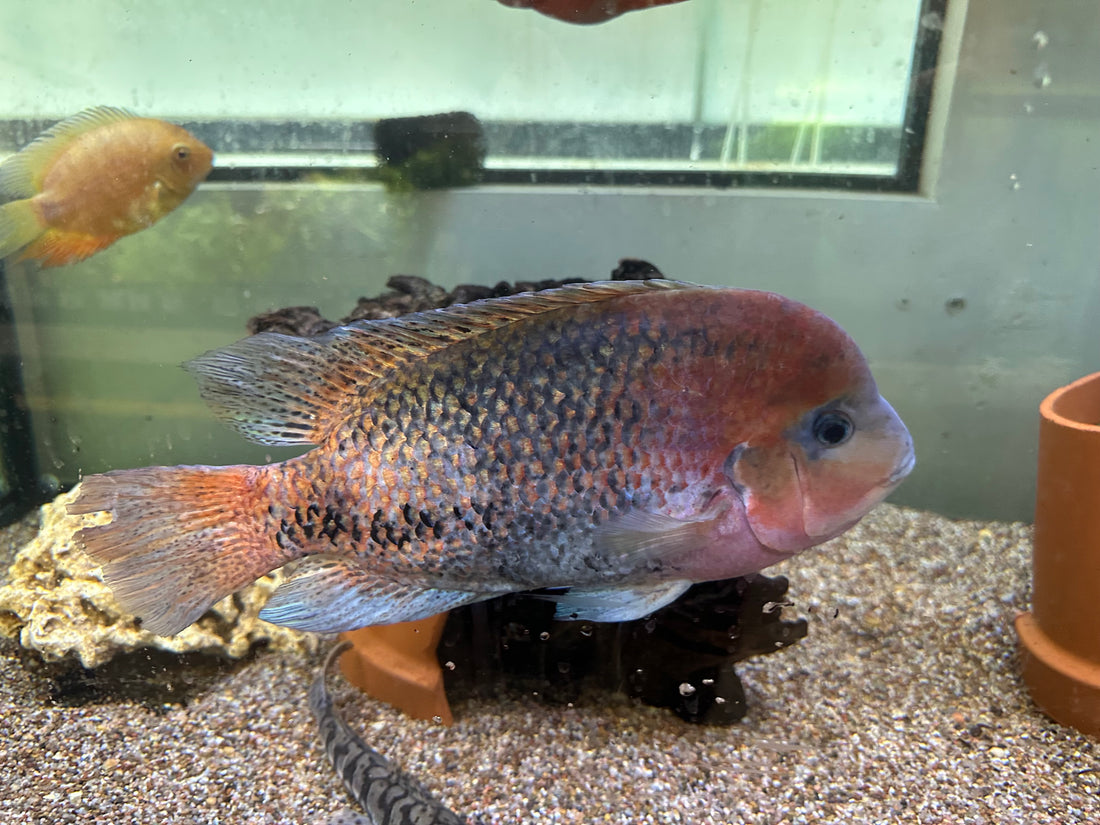 Jumbo Melanurus Vieja Cichlid (10”+)