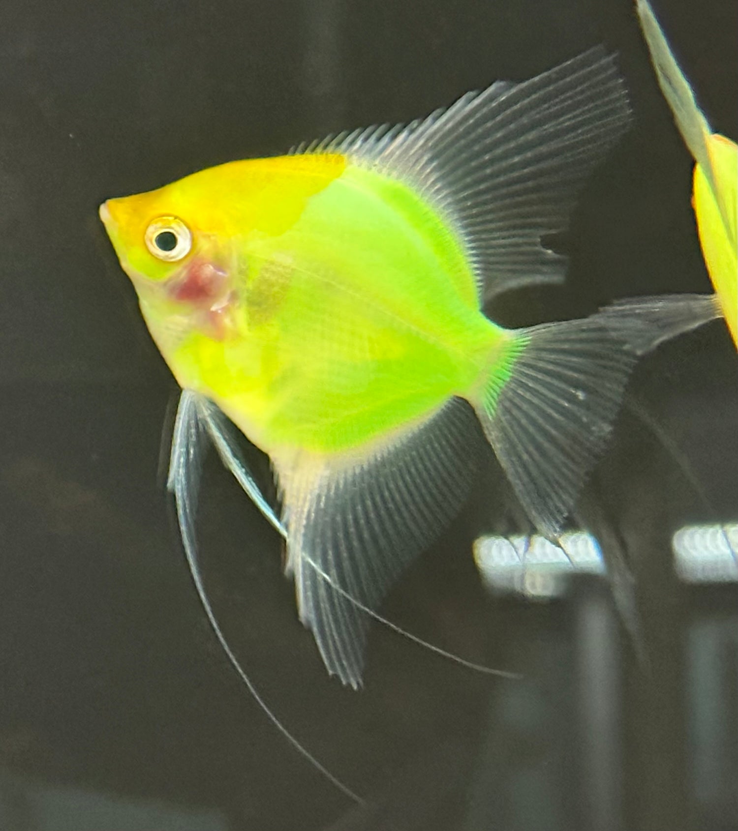 Glow Angel Green/Pink (3”)