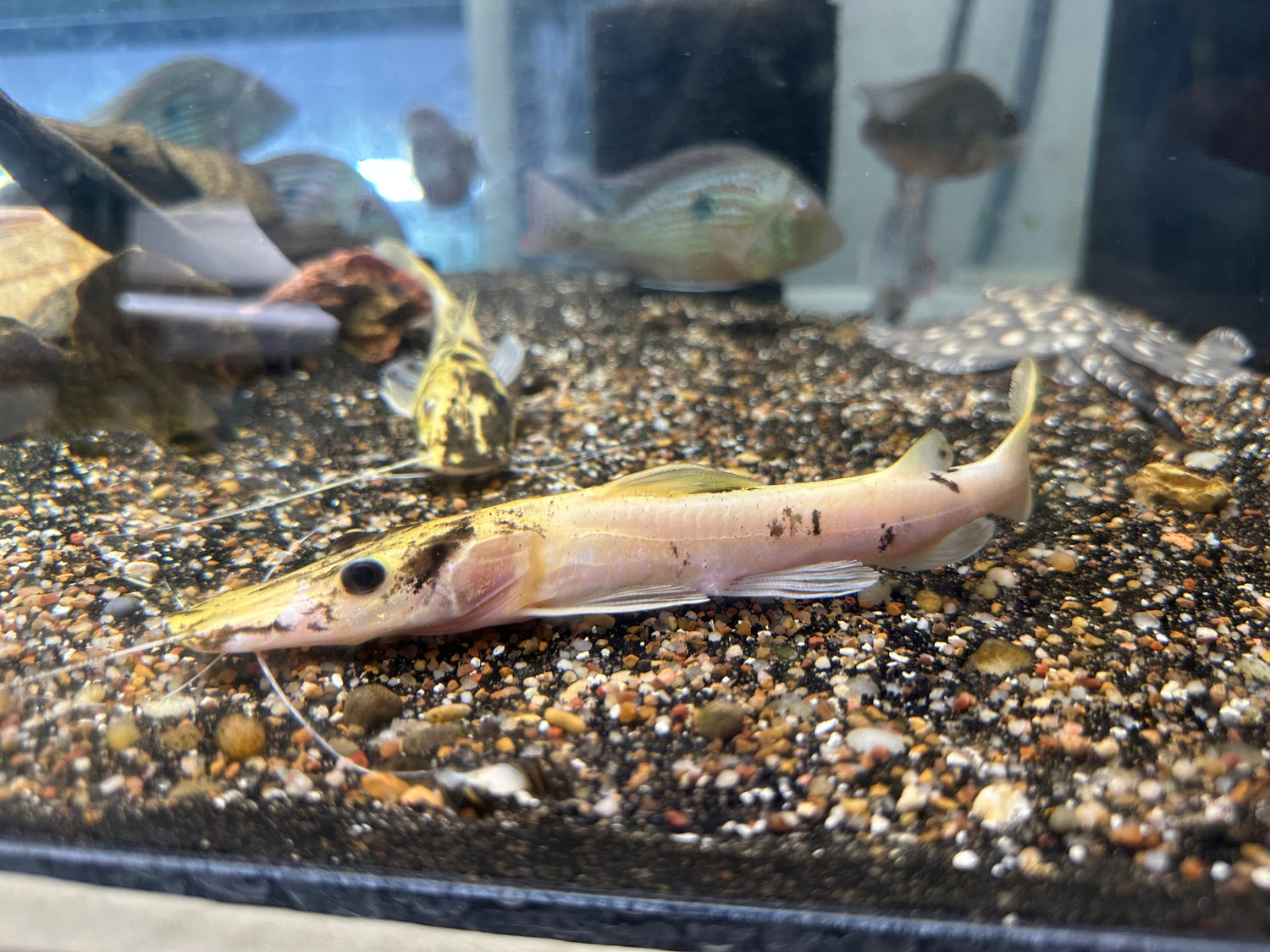 Gold Marble Tiger Shovelnose Catfish (7”)
