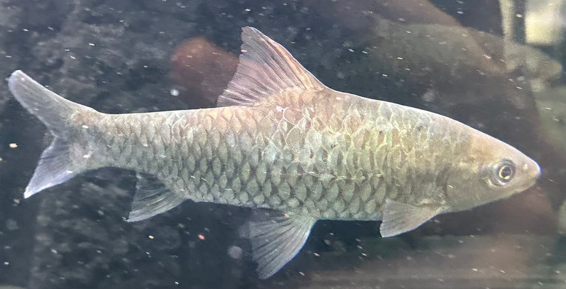 LARGE Phoenix Barb (7-8”)