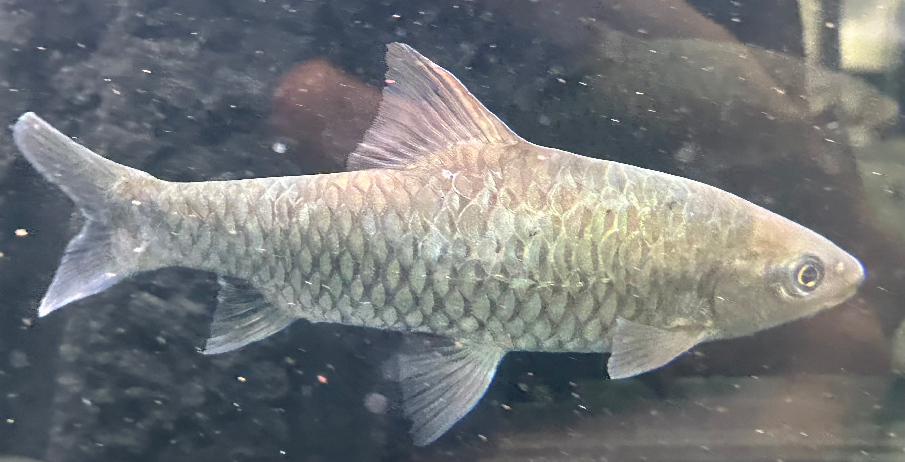 LARGE Phoenix Barb (7-8”)
