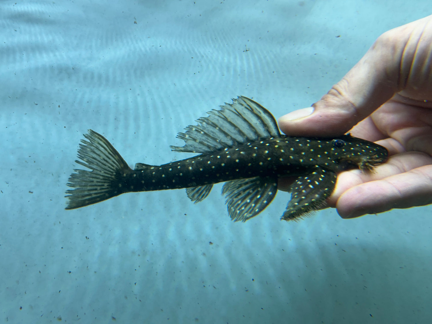 XL L235 Flyer Pleco (4-6”)