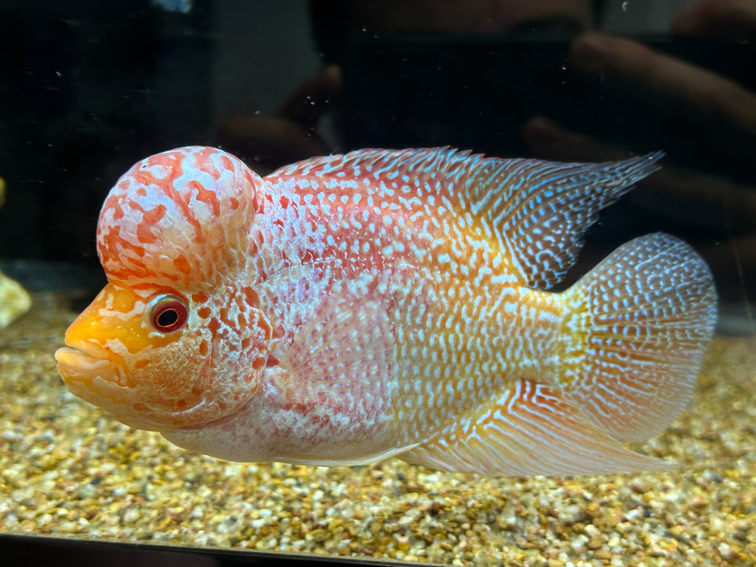 LARGE Goldenbase Flowerhorn (5.5-6”)
