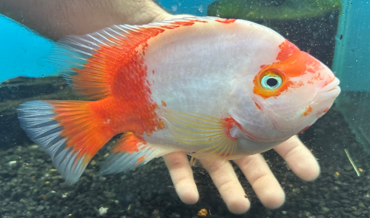 XL Kohaku Kong Parrot (7”)