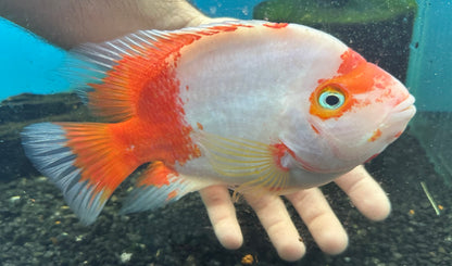 XL Kohaku Kong Parrot (7”)