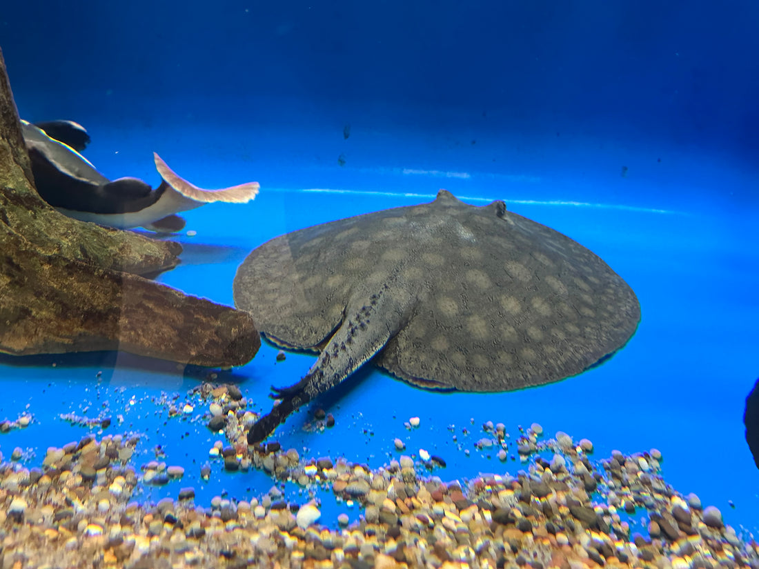 XL Scobina Hybrid Stingray (Female 14”)