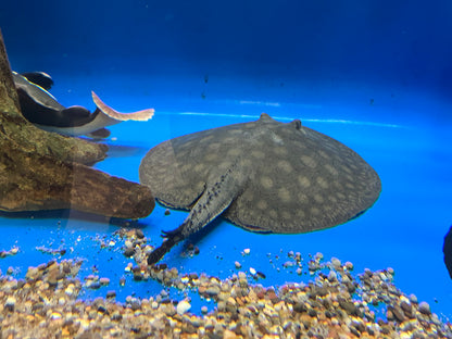 XL Scobina Hybrid Stingray (Female 14”)