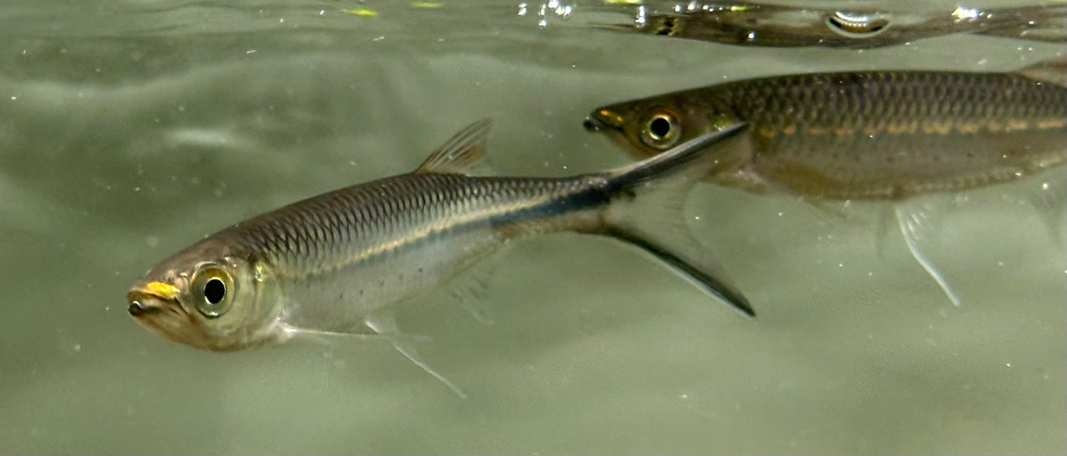 Apollo Shark (3.5-4”)