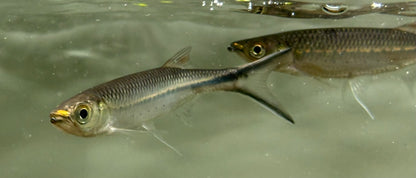 Apollo Shark (3.5-4”)