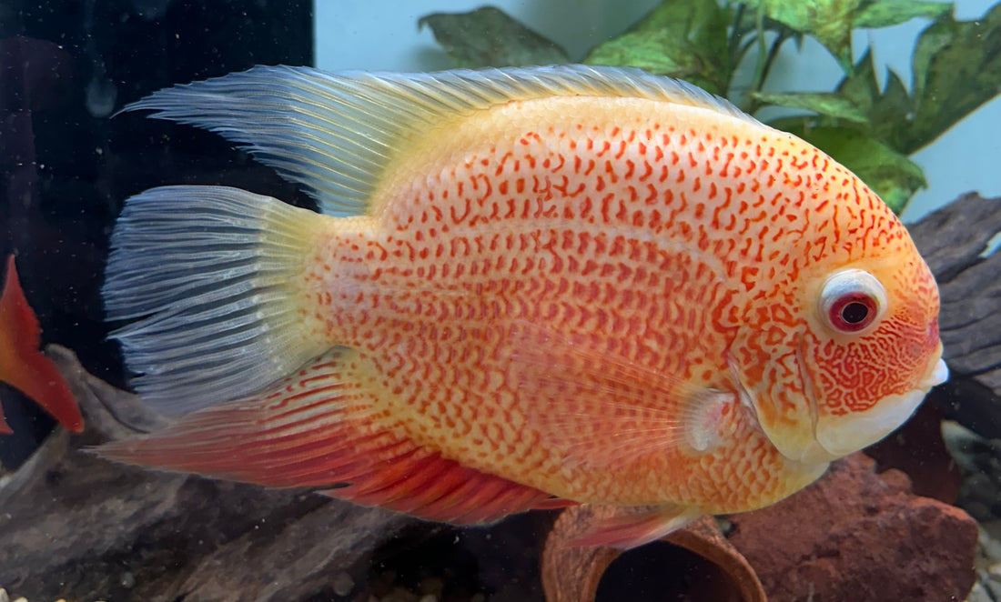 XXL Red Severum (7-8”)