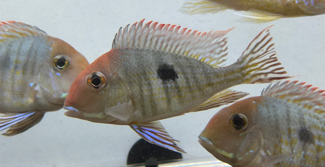 LARGE Red Head Tapajos Geophagus (5-5.5”)