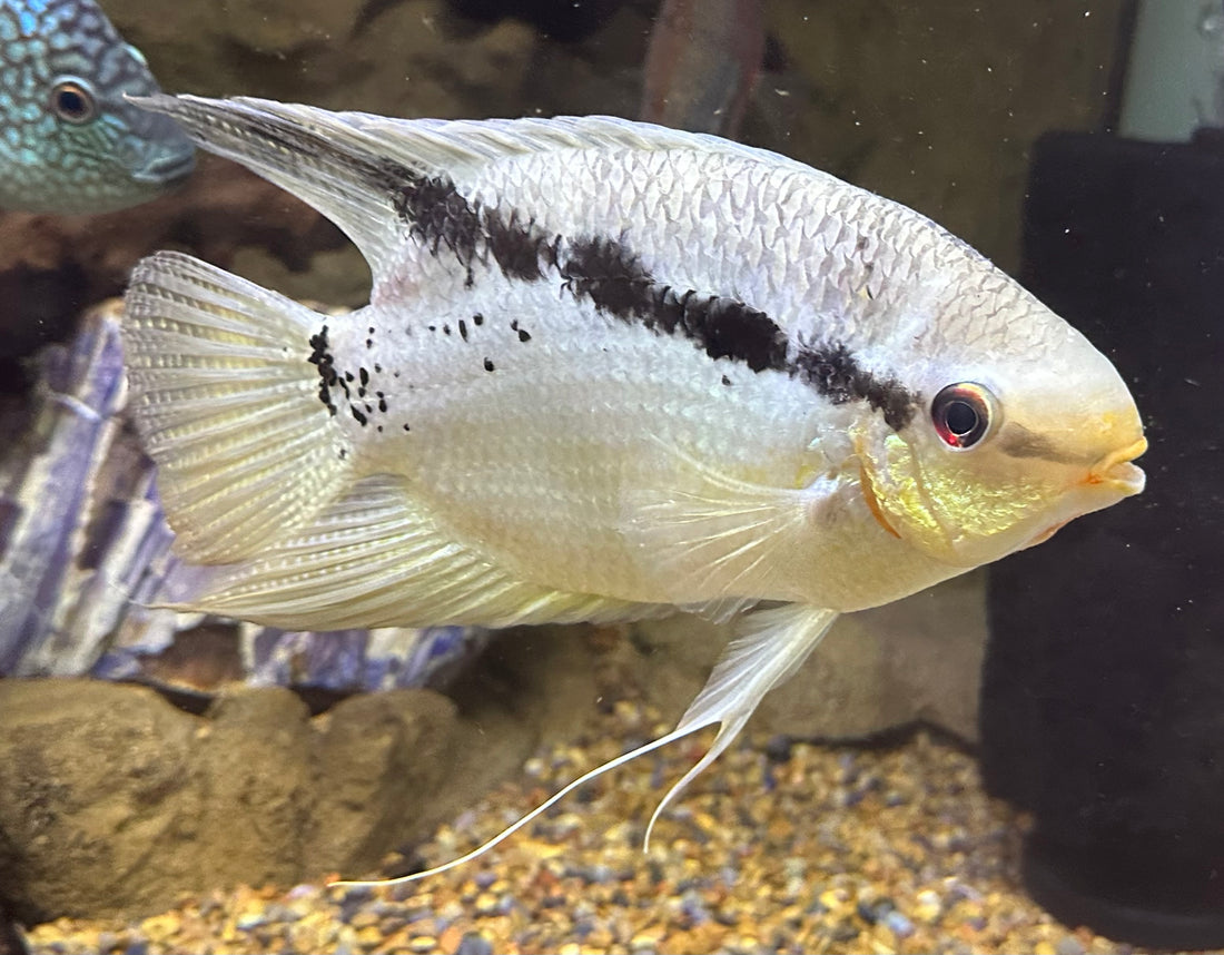 XL Festivum Cichlid (7”)
