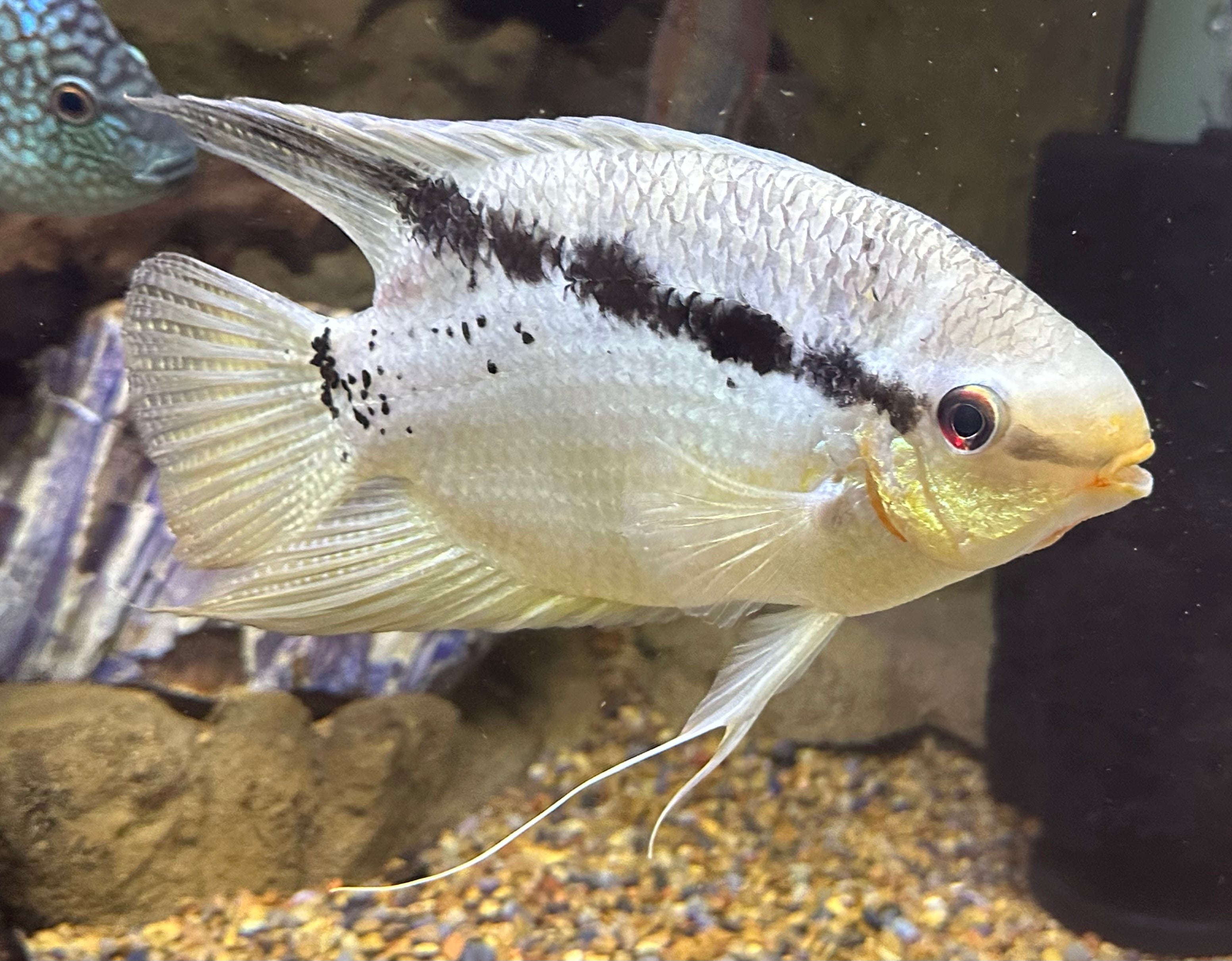 XL Festivum Cichlid (7”)
