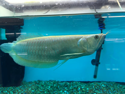 XL Albino Silver Arowana (15-16”)