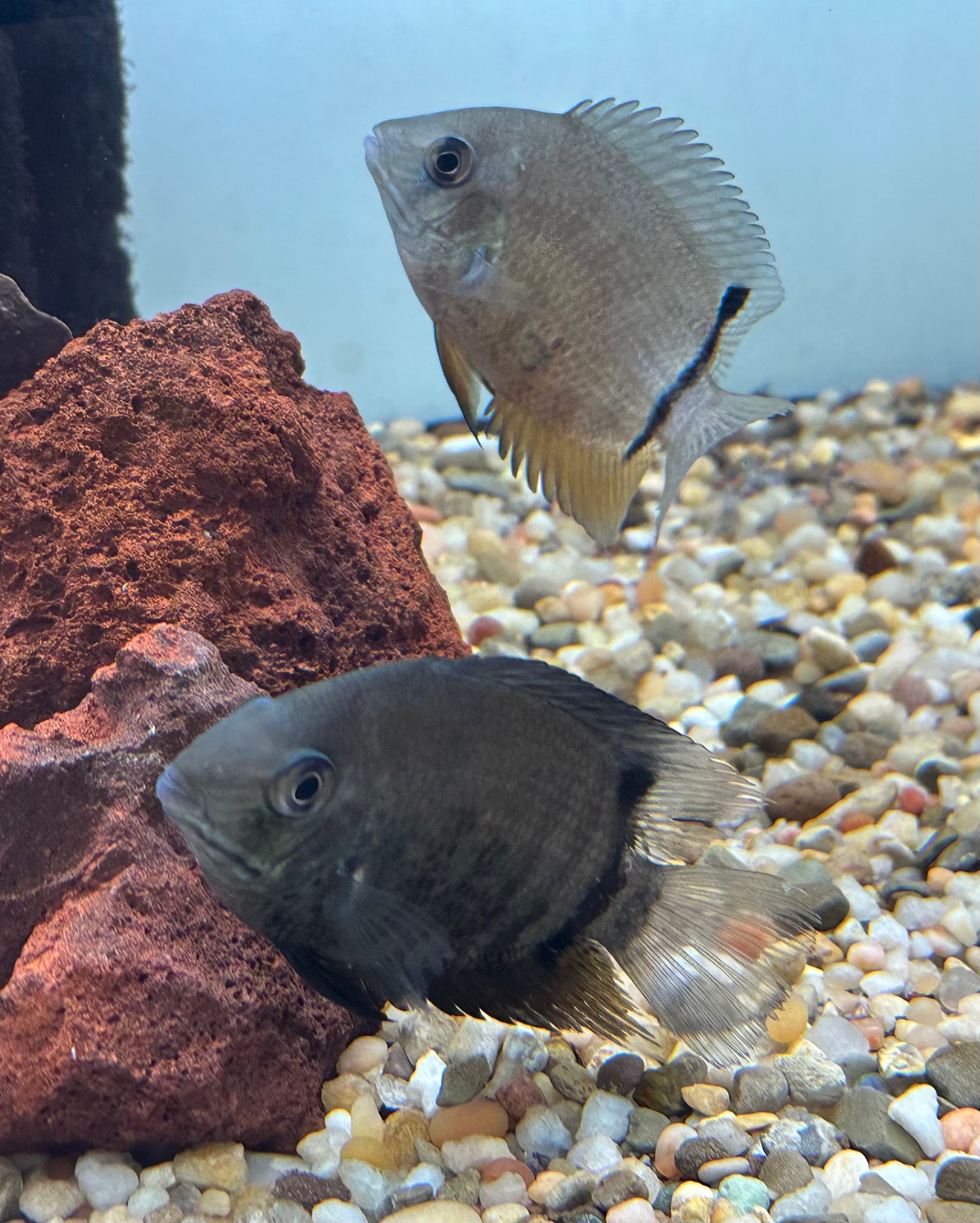 Green Severum (3-4”+)