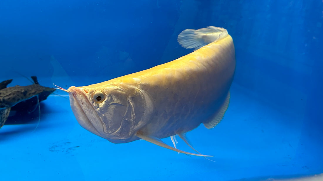 Arowana XXL Plata Albina (24”+)