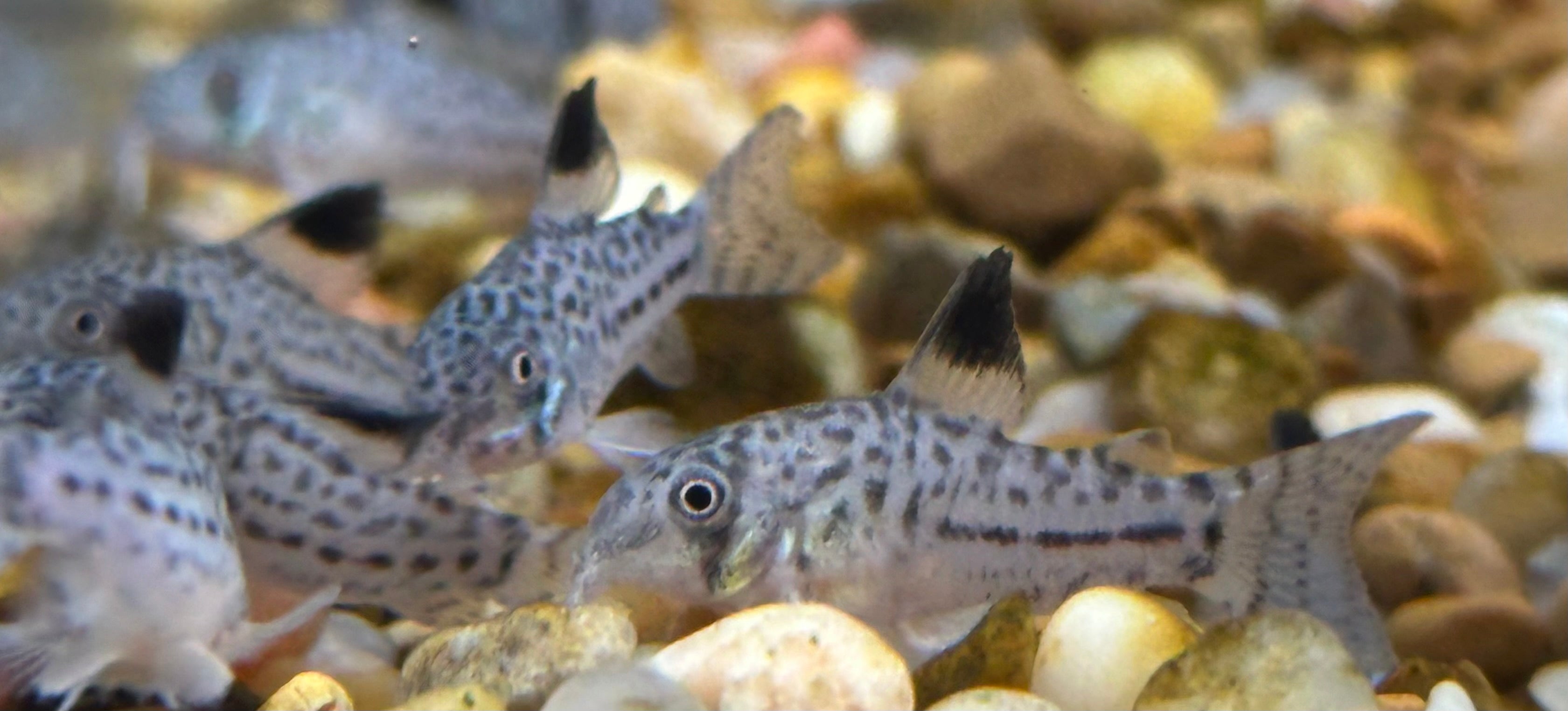 False Julii Cory (1-1.25”)