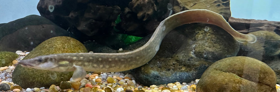 Black Pearl Spiny Eel (13-14”)
