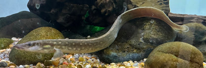 Black Pearl Spiny Eel (13-14”)