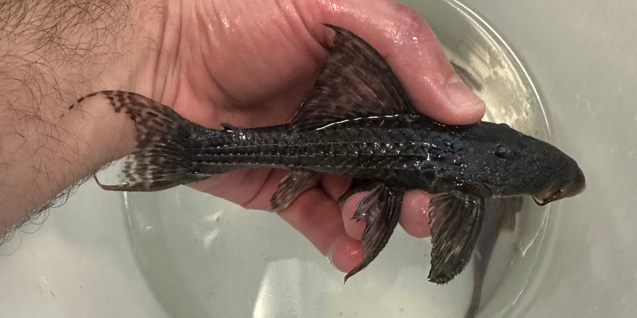 L186 “Pseudicanthicus major” Pleco (6”)