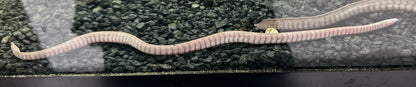 Rubber Eel (10-12”)