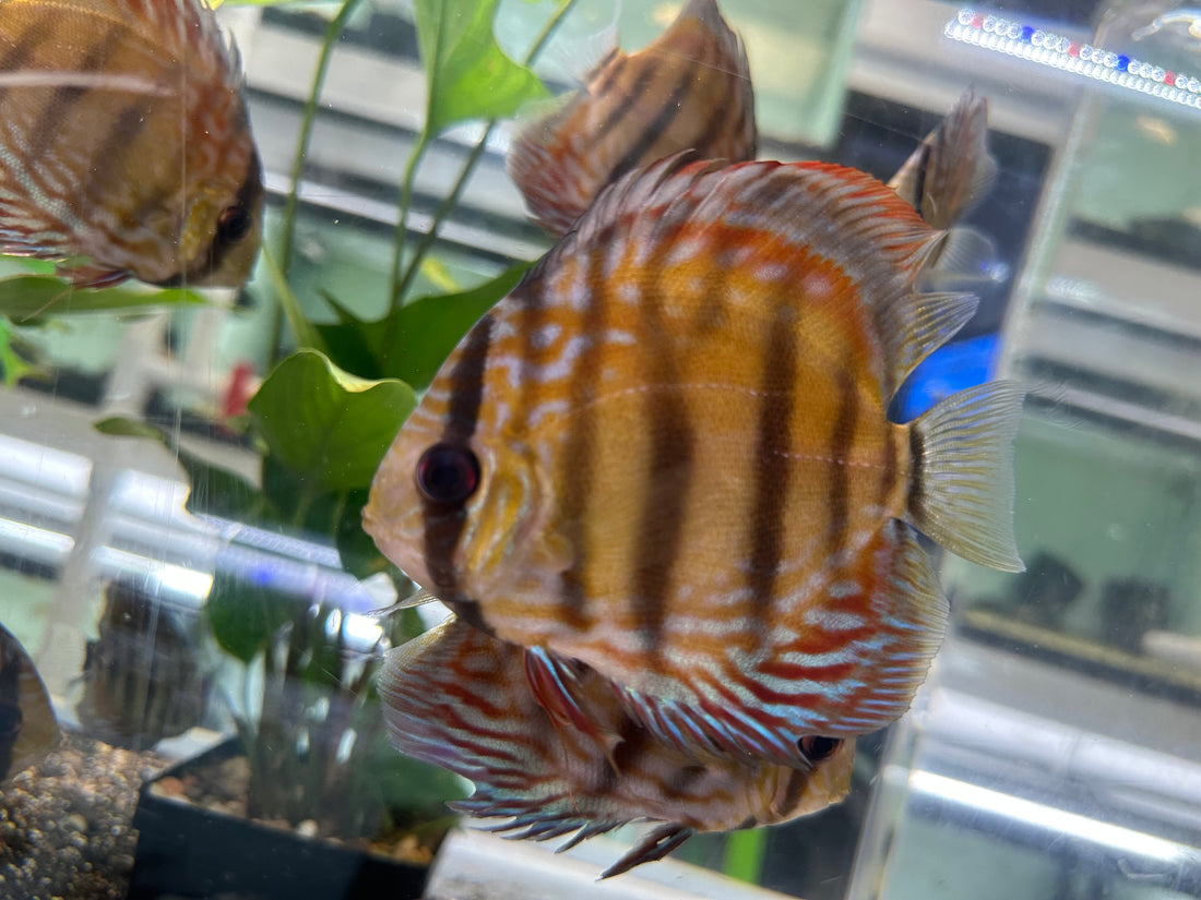 F1 Wild Discus (5-5.5”) Dorsal Fin Imperfection*