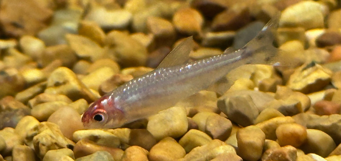 Brillianthead Rummynose Tetra (1.25”)
