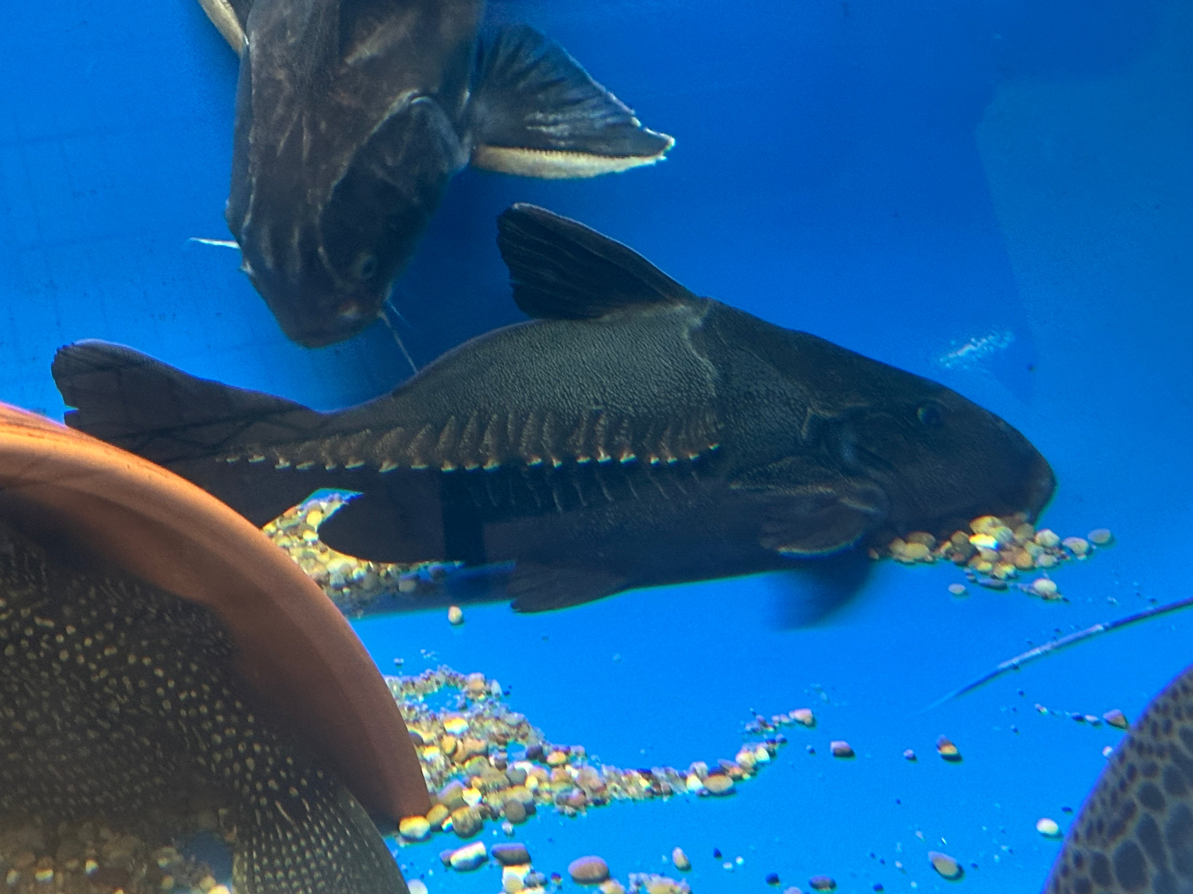 XL Super Shortbody Ripsaw Catfish (14-15”) – Global Fish Co.