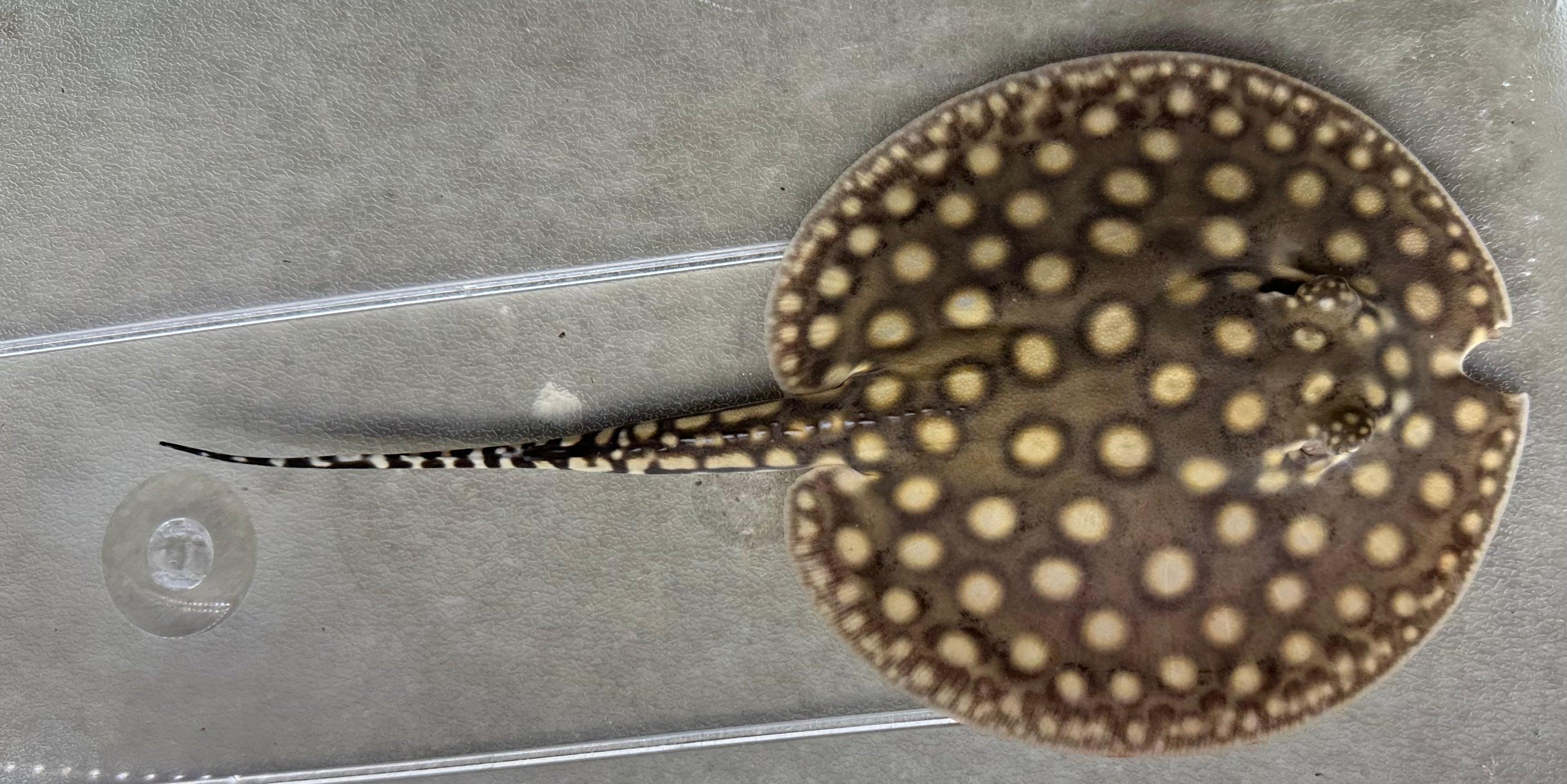 Black Diamond Hybrid Stingray (Male 6”)